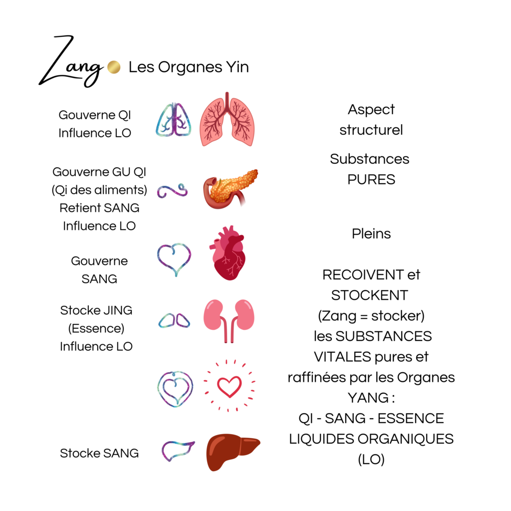 carte des méridiens du jeu J'MTC : les Zang, organes YIN