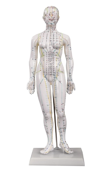 modèle acupuncture trajet des méridiens mannequin femme