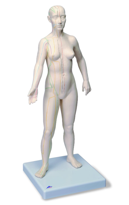 modèle acupuncture mannequin femme