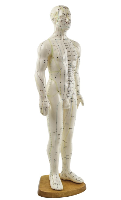 modèle acupuncture mannequin homme trajet des méridiens principaux du corps humain