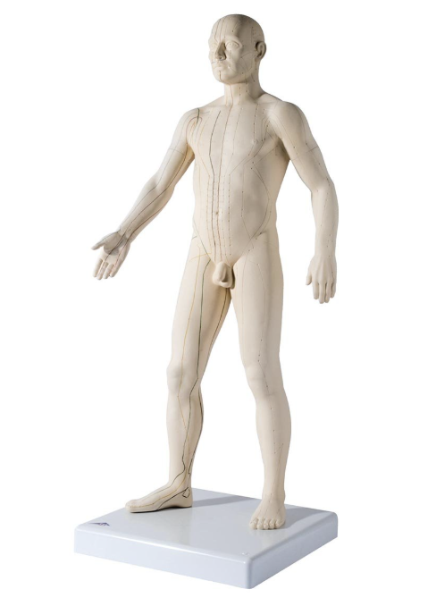 modèle acupuncture mannequin homme