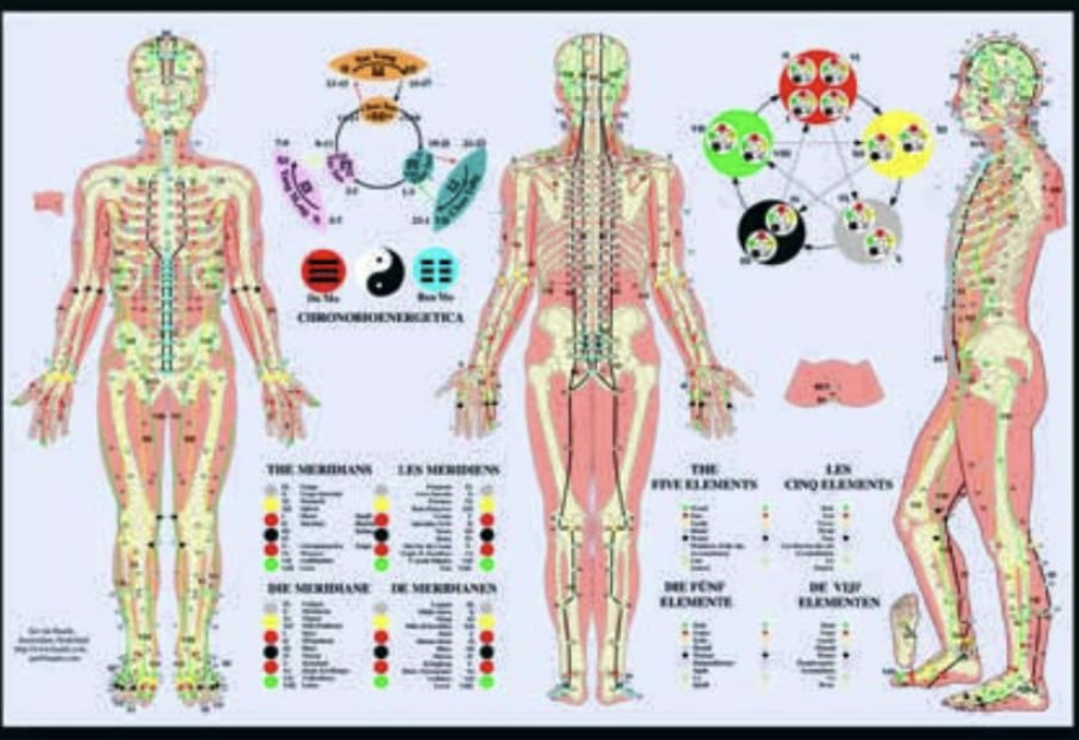 affiche méridiens du corps humain 12 méridiens principaux et cinq éléments de MTC
