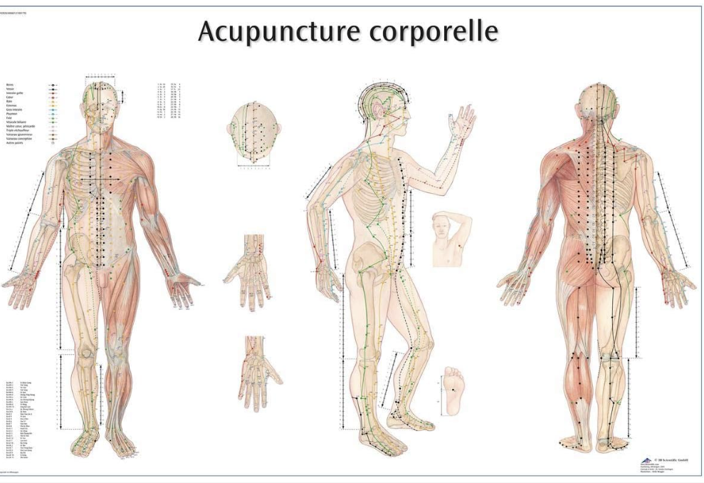 affiche méridiens du corps humain